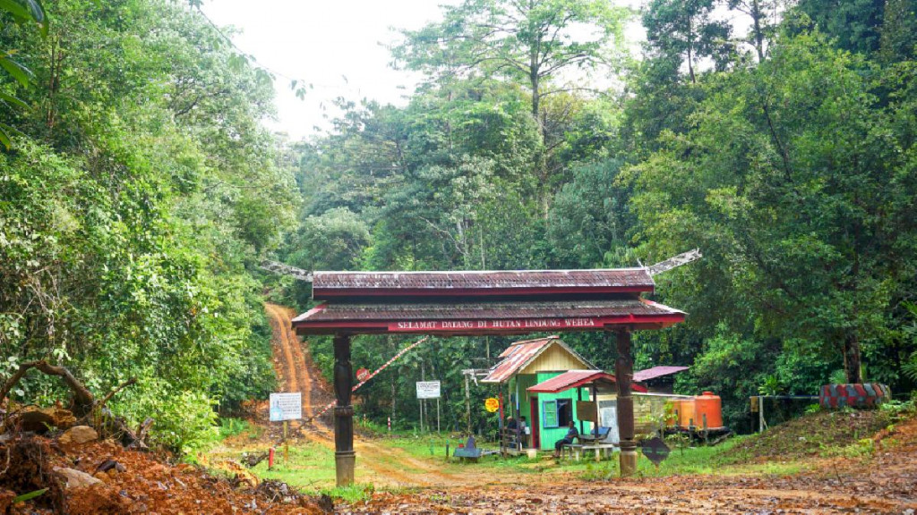 hutan terbaik Indonesia