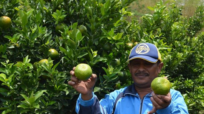 kota penghasil buah Indonesia