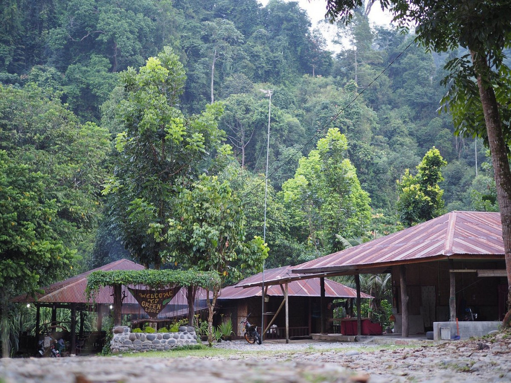 hutan terbaik Indonesia