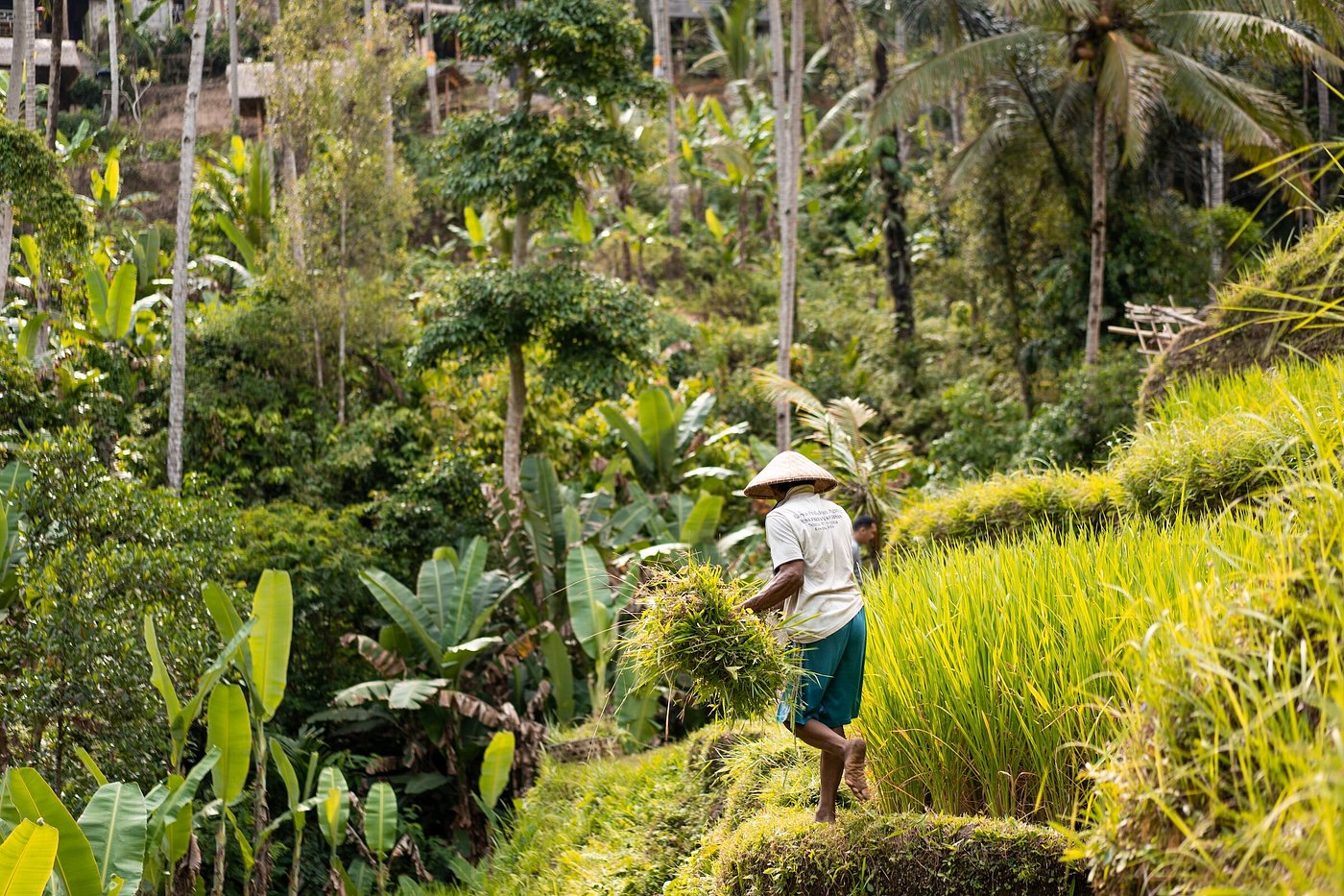 agrowisata terbaik Indonesia